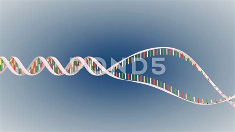 animation of dna replication